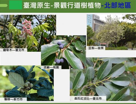 庭園景觀植物|林務局首度推薦106種園藝景觀用臺灣原生植物名錄